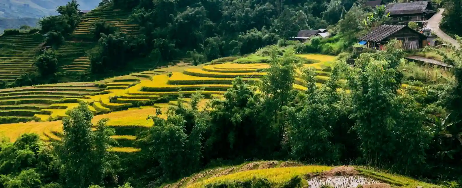 Sapa