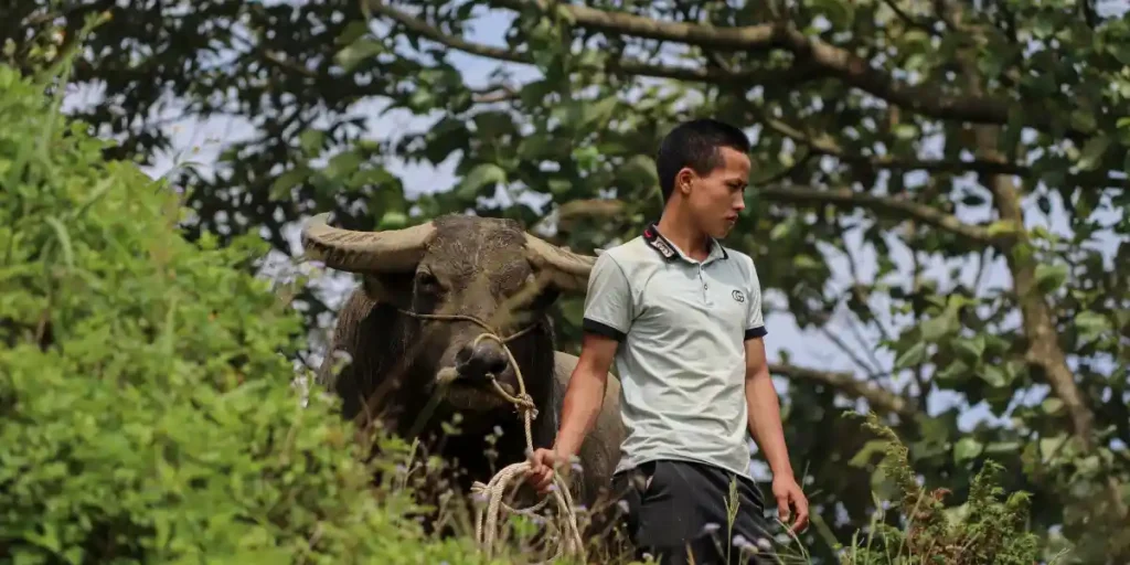 Rural Life in Vietnam:Buffalo farm