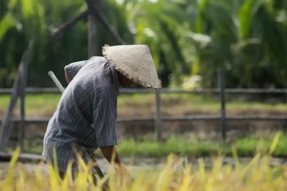 Vietnamese farmer