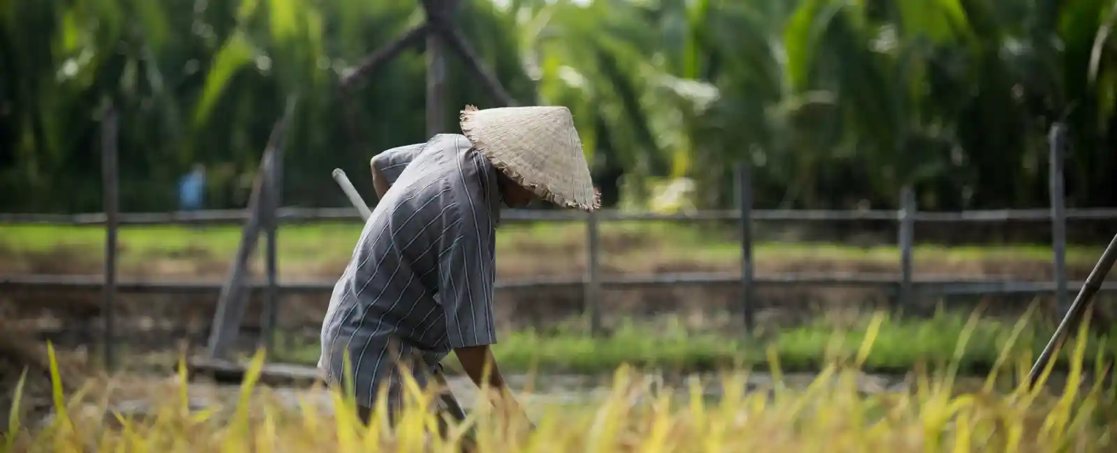 Vietnamese farmer